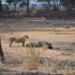Day trip to Mikumi National Park from Dar es salaam - FAQ