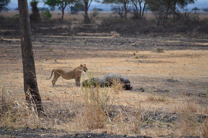 Day trip to Mikumi National Park from Dar es salaam - FAQ
