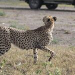 Day Trip to Ngorongoro Crater from Arusha - Transport & Guides