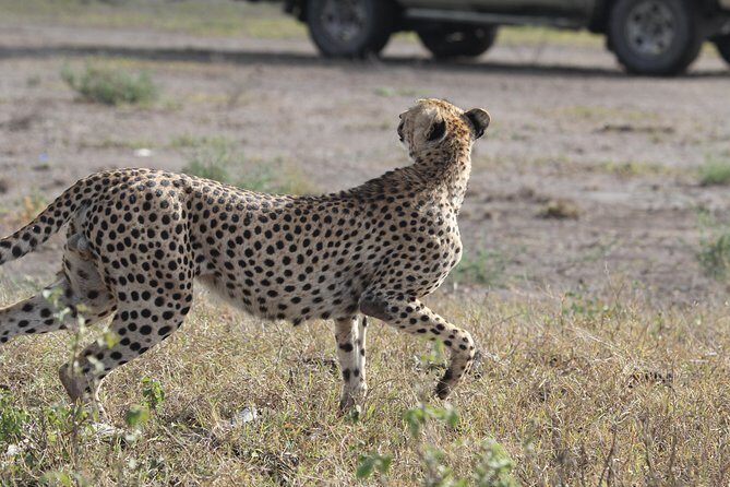 Day Trip to Ngorongoro Crater from Arusha - Transport & Guides