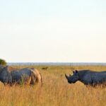 Day trip to Ol Pejeta conservancy from Nairobi - What’s Included and What’s Not?