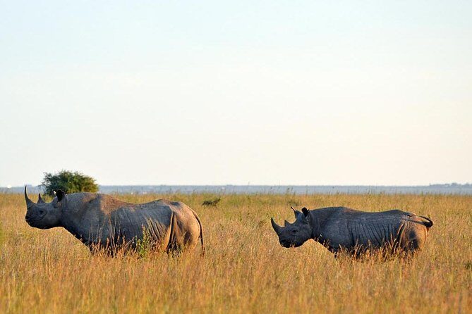 Day trip to Ol Pejeta conservancy from Nairobi - What’s Included and What’s Not?