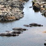 Day Trip to Selous National Park from Zanzibar or Dar es salaam - Wildlife and Scenery: What to Look Out For