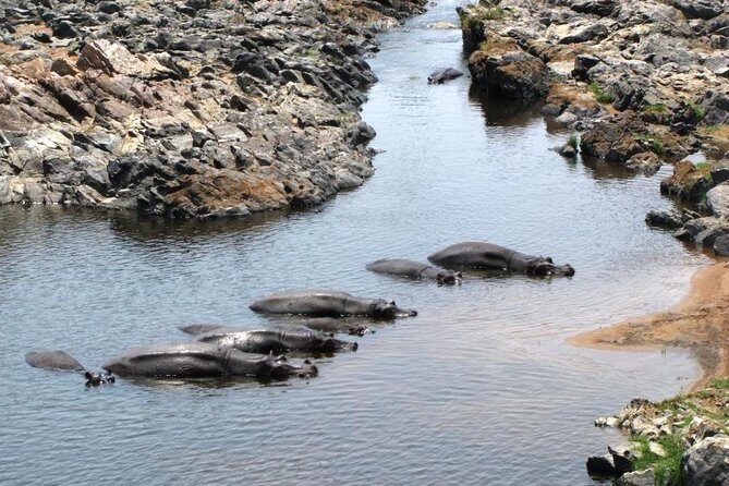 Day Trip to Selous National Park from Zanzibar or Dar es salaam - Wildlife and Scenery: What to Look Out For