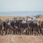 Day Trip to Selous (Nyerere) National Park Flying from Zanzibar - The Experience in Detail