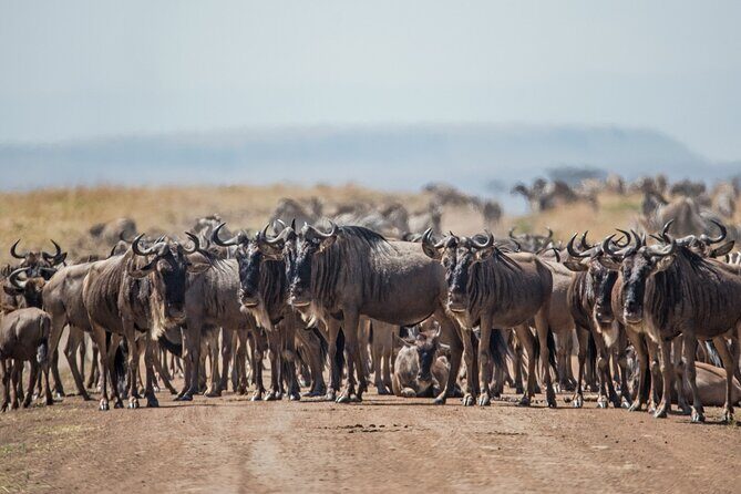 Day Trip to Selous (Nyerere) National Park Flying from Zanzibar - The Experience in Detail
