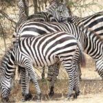 Day Trip to Tarangire National Park From Arusha / Kilimanjaro - Transportation and Comfort
