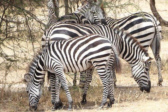 Day Trip to Tarangire National Park From Arusha / Kilimanjaro - Transportation and Comfort