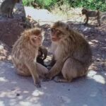 Day trip to the Ouzoud waterfalls. - Exploring the Waterfalls
