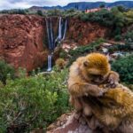 Day Trip to the Water Falls in Ouzoud - Transport, Duration, and Group Size
