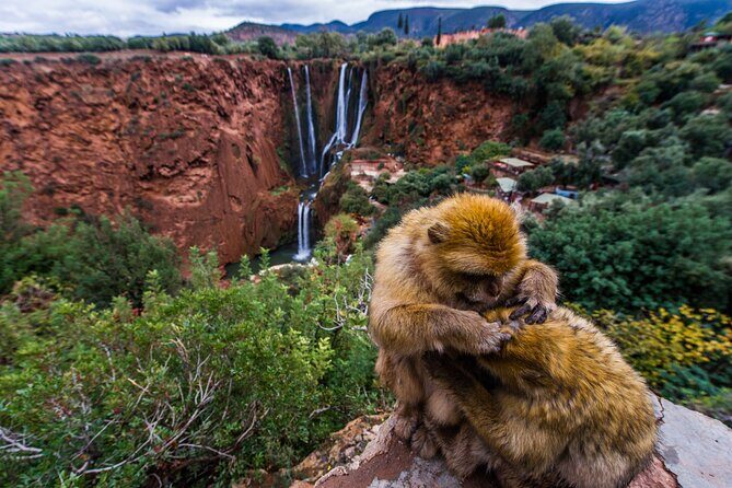 Day Trip to the Water Falls in Ouzoud - Transport, Duration, and Group Size