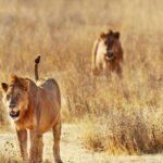 Day Trip - Tsavo East National Park ( Man Eater Lions of Tsavo & Other Big Five) - Authentic Wildlife Encounters and Expert Guides