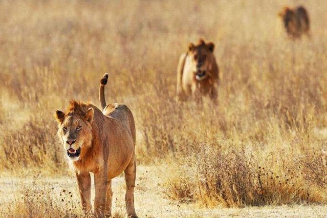 Day Trip - Tsavo East National Park ( Man Eater Lions of Tsavo & Other Big Five) - Authentic Wildlife Encounters and Expert Guides