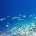 Day Trip Zanzibar: Snorkeling Dolphin Aquarium Turtles and Sunset - Practical Details and What to Expect