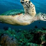 Daymaniyat Islands Oman Sharing Tour - Who Will Love This Tour?