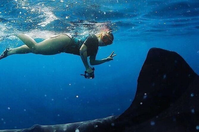 Daymaniyat Islands Snorkeling Half-Day Tour - Why This Tour Offers Great Value