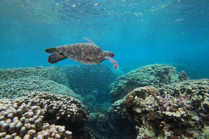 Daymaniyat Islands Snorkeling Sharing Trip - Snorkeling and Marine Encounters