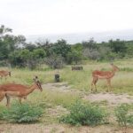 De Wildt Cheetah and Wildlife Centre Private Safari (Private) - What’s Included and What’s Not