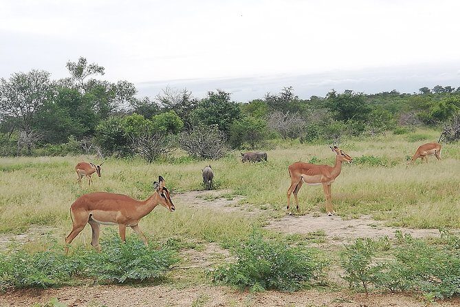 De Wildt Cheetah and Wildlife Centre Private Safari (Private) - What’s Included and What’s Not