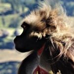 Debre Libanos and Portuguese bridge - The Journey to Jemma Gorge