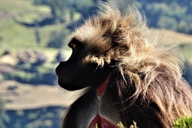 Debre Libanos and Portuguese bridge - The Journey to Jemma Gorge