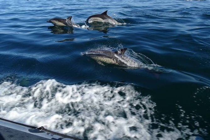 Depart Saint Raphaël: Meet the Dolphins - The Meeting Point & Logistics