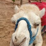 Desert Agafay and Atlas Mountains Day Tour & Camel ride From Marrakech - Potential Considerations