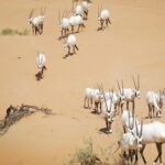 Desert Conservation Wildlife Drive & Breakfast at Al Maha Resort - The value of this experience