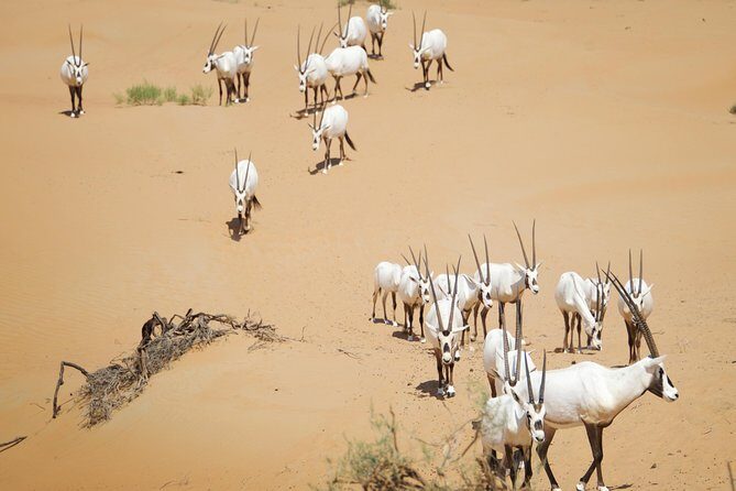 Desert Conservation Wildlife Drive & Breakfast at Al Maha Resort - The value of this experience