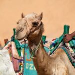Desert Journey, Experience Camel Ride in desert - Sharm El Sheikh - Practical Details and Value