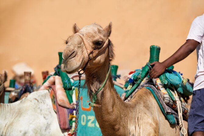 Desert Journey, Experience Camel Ride in desert - Sharm El Sheikh - Practical Details and Value