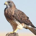 Desert Safari Adventure Dubai - Who Should Consider This Tour?