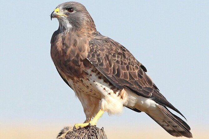 Desert Safari Adventure Dubai - Who Should Consider This Tour?