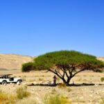 Desert Safari and Dead Sea Day Trip from Tel Aviv - Authentic Experiences & Honest Feedback