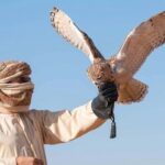 Desert Safari Dubai Sand Bashing, Camel Ride, Shows, Live BBQ - What Sets This Tour Apart?