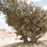 Desert Safari in Empty Quarter with Dune Bashing - Authentic Experiences Confirmed by Reviewers