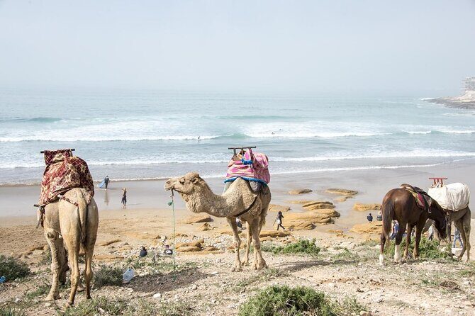 Desert Sand Boarding Tour from Agadir or taghazout - Authentic Experiences and Special Highlights