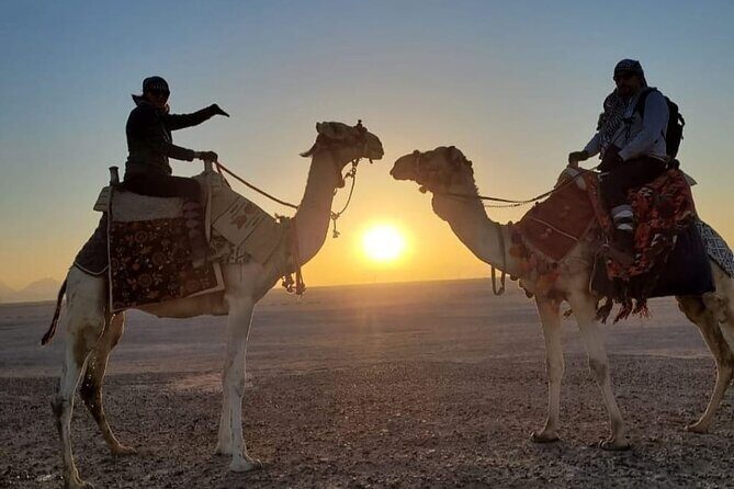 Desert & Sea Adventure  3-Hour Horse or Camel Riding Experience - What the Experience Entails