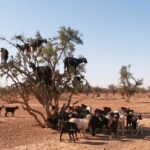 Desert Trip Merzouga Erg Chebbi 6 Days From Agadir via Marrakech - What the Reviews Say