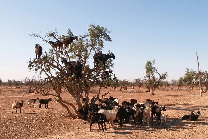 Desert Trip Merzouga Erg Chebbi 6 Days From Agadir via Marrakech - What the Reviews Say