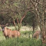 Discover Bandia Safari and The Lagoon of Somone - Transportation and Group Size