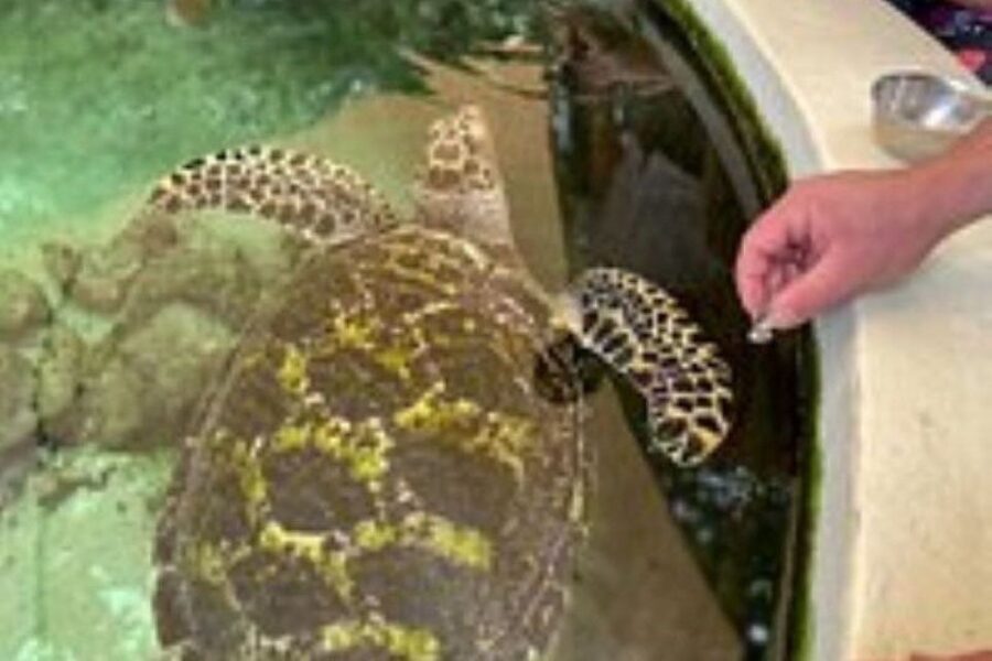 Discover Fijian Culture and Reptiles - Practical Details and Tips