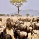 Discover Our Best Guide for 1-Day Serengeti Safari from Mwanza - Transportation and Logistics: How the Day Unfolds