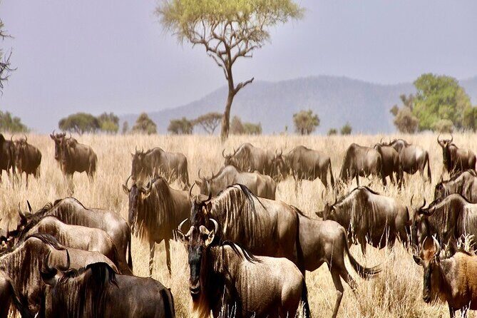 Discover Our Best Guide for 1-Day Serengeti Safari from Mwanza - Transportation and Logistics: How the Day Unfolds