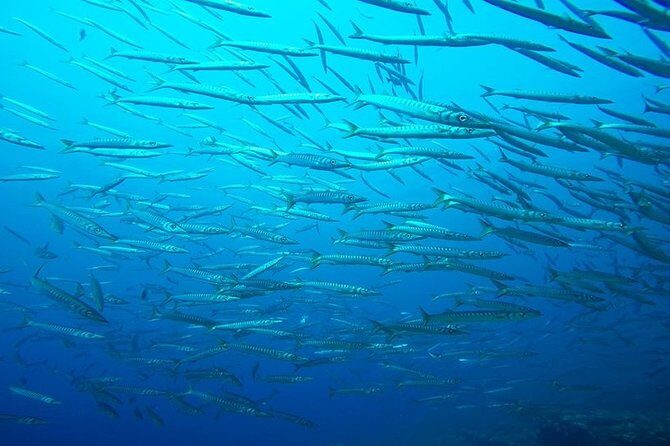 Discover Scuba Diving from the Boot - The Equipment and Safety