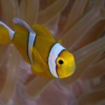 Discover Scuba Diving in Mauritius - Meeting Point & Logistics