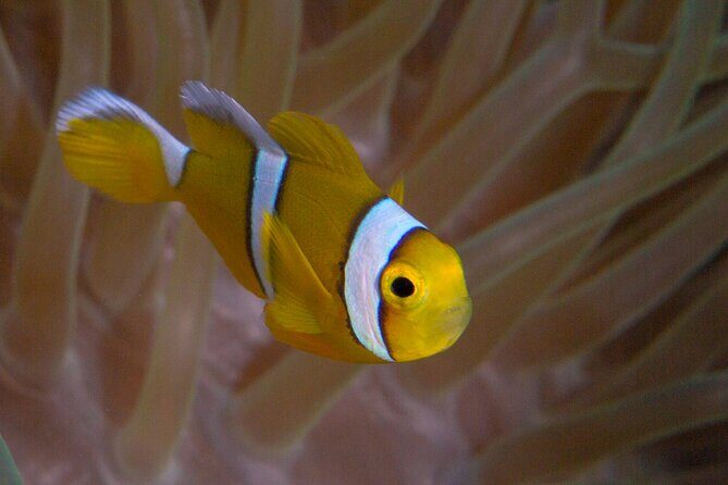 Discover Scuba Diving in Mauritius - Meeting Point & Logistics