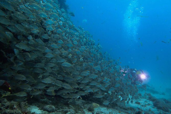 Discover Scuba Diving in Puerto de Mogan - Who Should Consider This Tour?