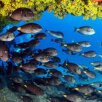 Discover Scuba Diving in Sal - Practical Details That Matter