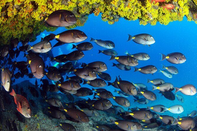 Discover Scuba Diving in Sal - Practical Details That Matter